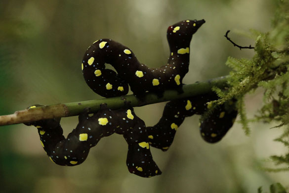 black-and-yellow-noctuid--008
