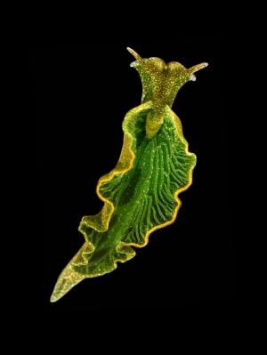 slug slug