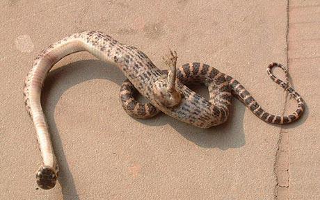 snake_1480967c